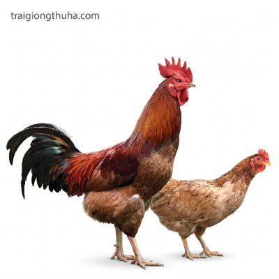 Gà mía lai Thụy Phương