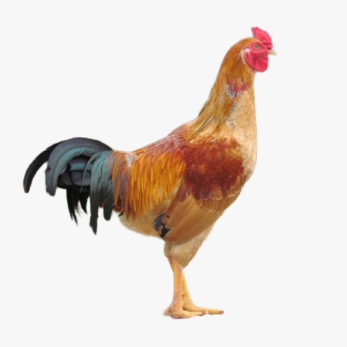 Gà ri lai Thụy Phương