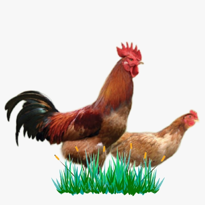 Gà mía lai Thụy Phương