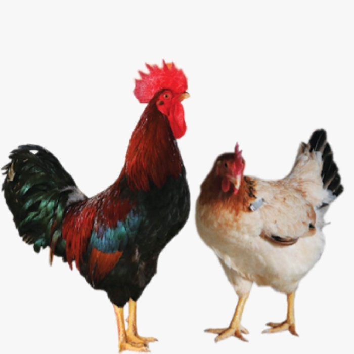 Gà mía Thụy Phương