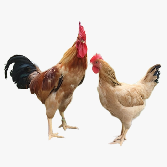 Gà ri Thụy Phương